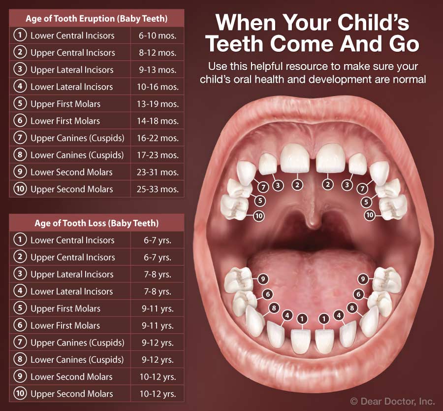 Kids mouth anatomy.