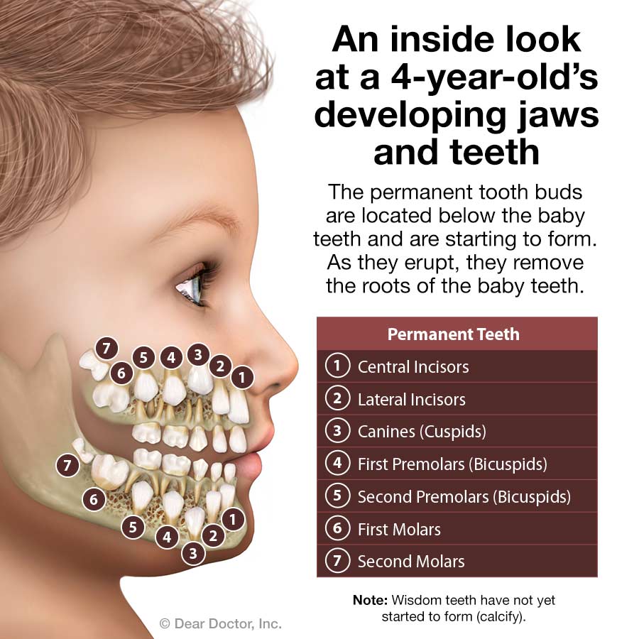 Kids developing jaws and teeth.